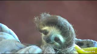 Rescued baby sloth Robin let's Miss Leslie know he is done eating.  SO cute!  Recorded: 02\/28\/23