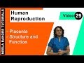 Human Reproduction - Placenta - Structure and Function