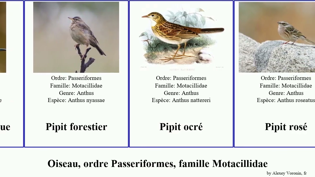 Oiseau, ordre Passeriformes, famille Motacillidae pipit bergeronnette sentinelle rose des birds