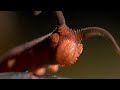 Este gusano dispara hilos adhesivos  | National Geographic en Español
