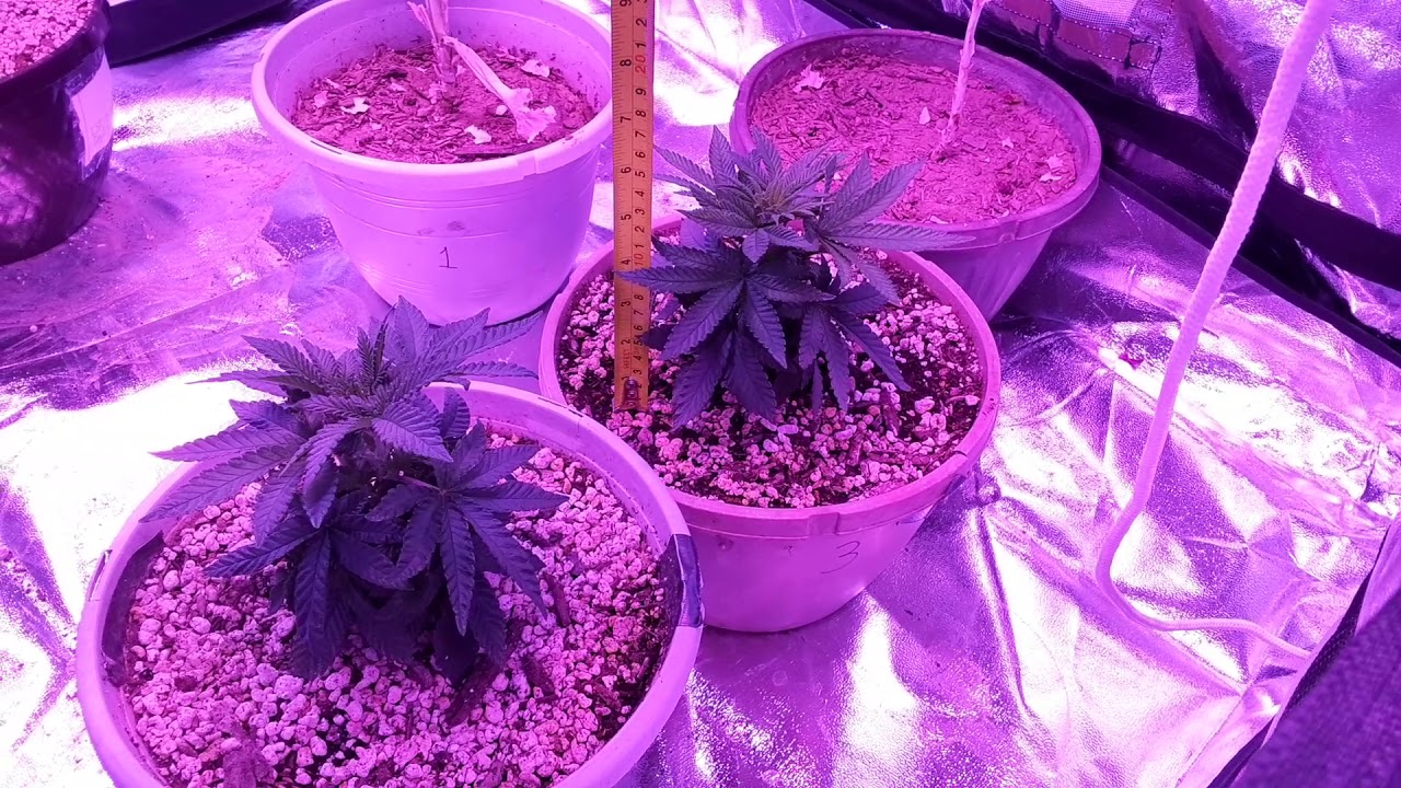 (Week 4) 3 Days After Applying Advanced Nutrients B-52