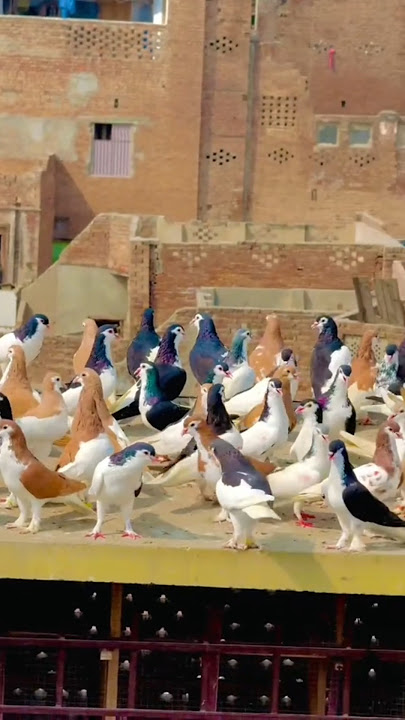 #music #electronicmusic #bass #remix #instrumental #birds #teddypegion #bird #lovebirds #t
