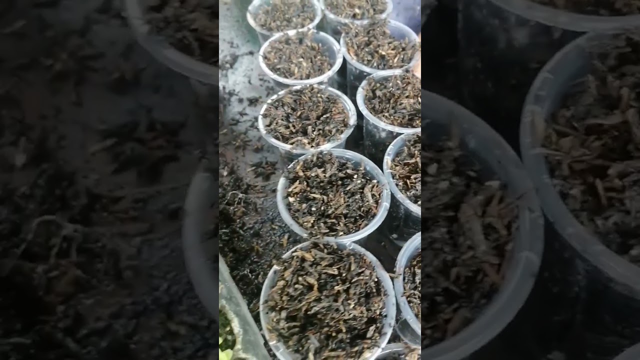 Ganito magmix Ng CRH at magtransfer Ng Lettuce sa Cup