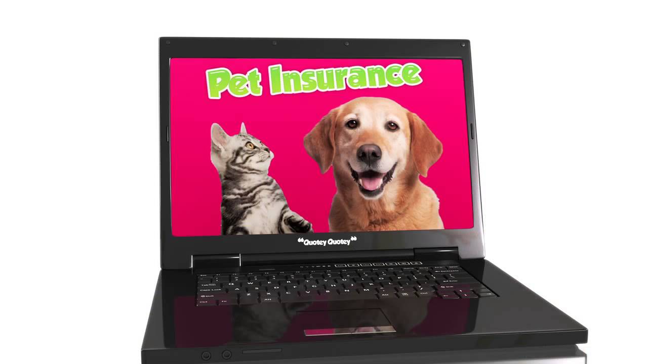 TV Commercial Production & Animation for Quotey Quotey by Future & Co Newcastle