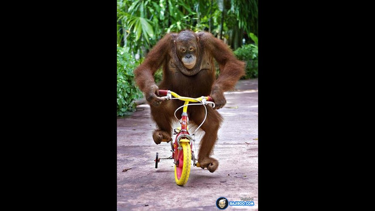 Monkey Riding a Bike!! Super Funny Animal Videos 2017 New Compilation YouTube Monkey Riding a Bike!! Super Funny Animal Videos 2017 New Compilation YouTube