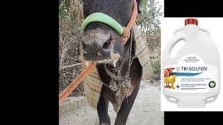 FMD  Foot and Mouth Disease का Treament कैसे करें