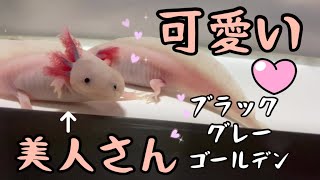 美人できれいなウーパールーパー(色も様々)