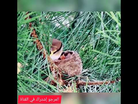 إطعام أنثى الحسون لفراخ في الطبيعة