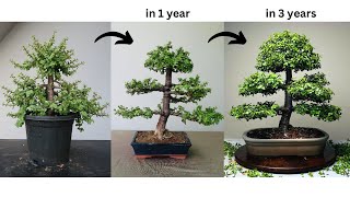 Making Bonsai from Jade Plant | in 3 Years | Pruning | Wiring | Repotting | Portulacaria afra