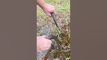 Cá Lớn - bắt Cá Lóc mini mắc cạn 😱 #khacthuyvlogg