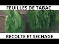 Recolte et sechage du tabac  ma methode