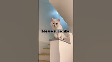 #136 #Shorts #videos #youtubeshorts #ytshorts #youtube 😸😸🐱🐱😹🐶😾😺😂🐈🤣❤️🐭🐯😻😍