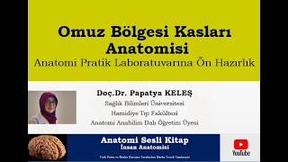 Maket – Omuz Bölgesi Kasları Anatomisi