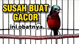 KONIN GACOR DOR PANCING BURUNG LAIN AGAR CEPAT GACOR DAN AKTIF #47
