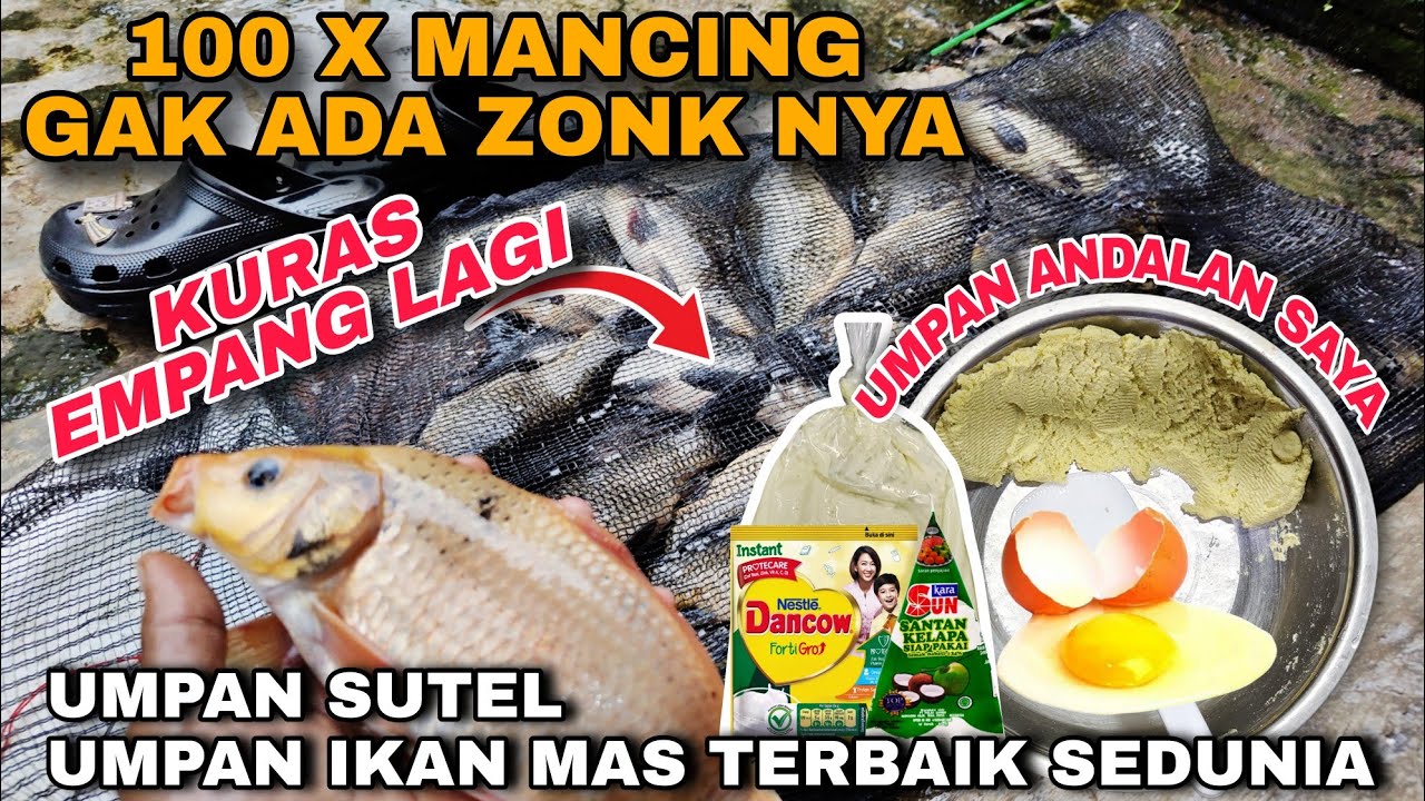 BONGKAR UMPAN ANDALAN ...‼️ UMPAN SUTEL IKAN MAS PALING JITU & GACOR