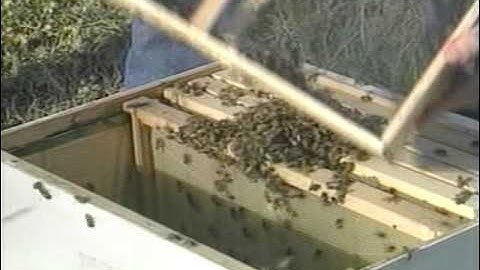 Honey Bees and Beekeeping 2.2: Recieving and Installing Package Bees