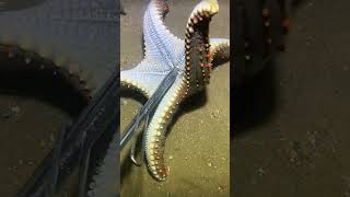 Download Lagu #diving #crab #catchthesea #seafood #seaside #fish #seangsolofishing #seagirldiving MP3