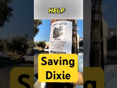 They Thought Dixie Was Gone Until THIS Happened