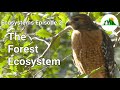 Ecosystems Episode 2: The Forest Ecosystem!