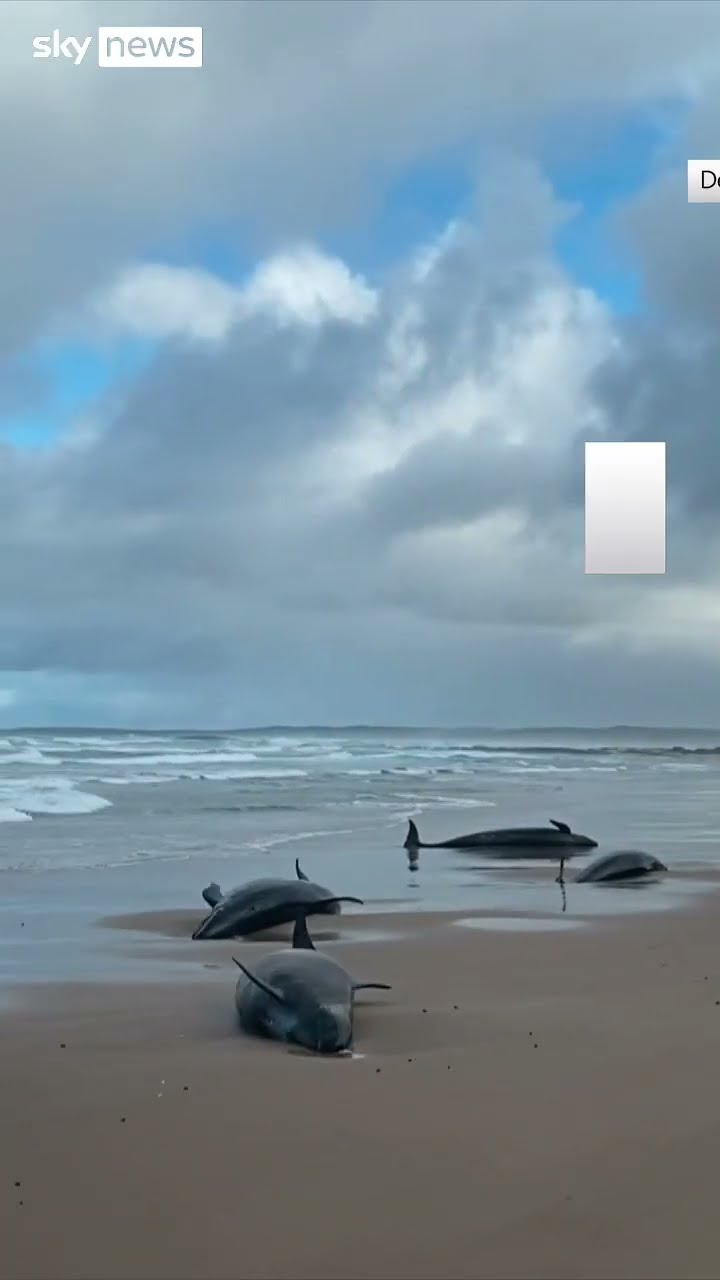 Dozens of whales wash up on beach