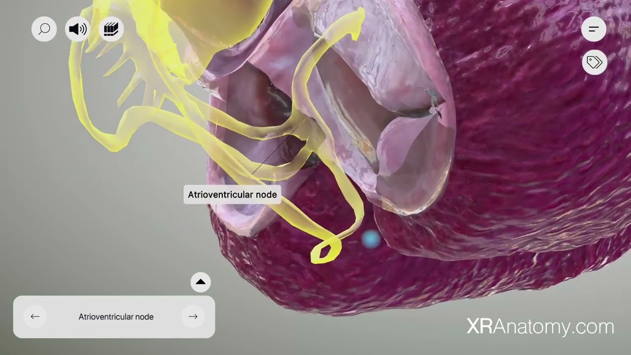 Atrioventricular Node