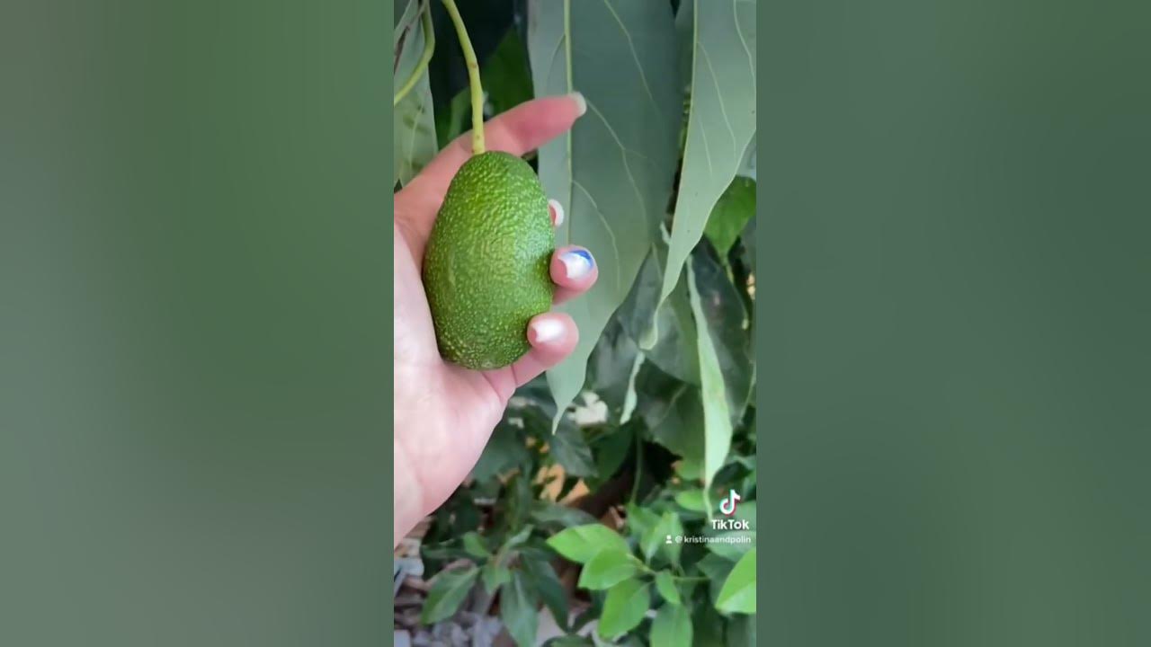 Авокадо 🥑 - YouTube