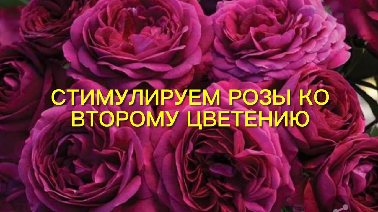 Стимуляции роз