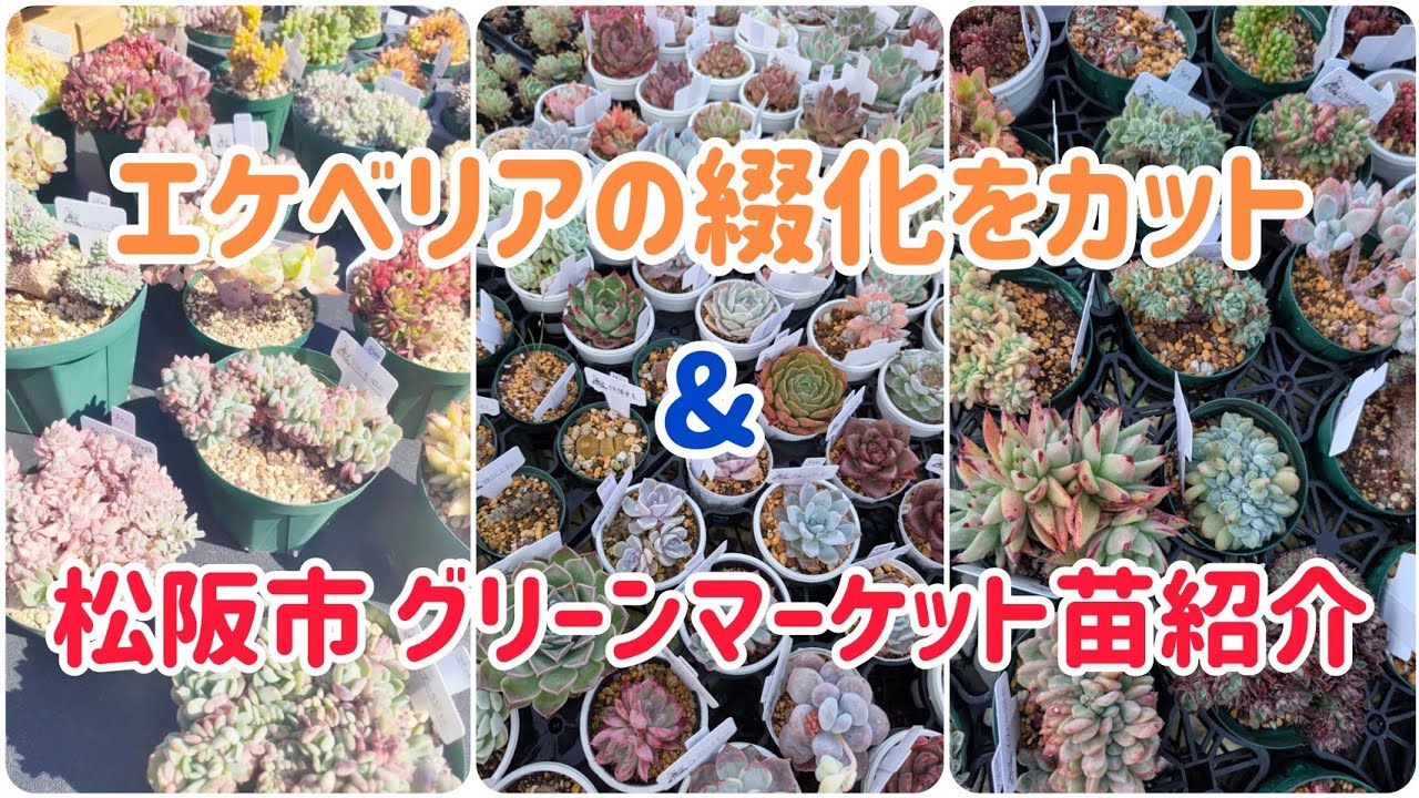 Propagate crested Echeveria by cutting them! Green Market details