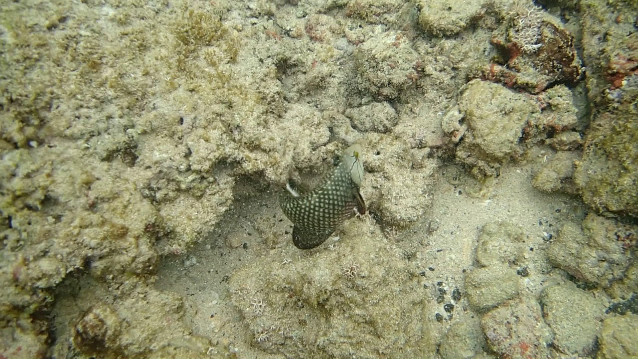 This is why it's called a Rock Mover Wrasse!