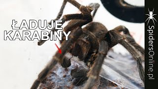 Rzadki Widok - Spidersonline.pl