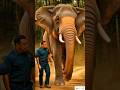 The baby elephant trapped in rock saves forest officer #wildlife #elephant #kindness