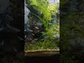 🤩🤩  #aquascape #fish #green #nature #neontetra #video #viralvideo #shorts #shortsvideo #abiaquascape