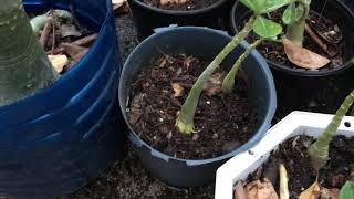 adenium obesum, cambio de sustrato