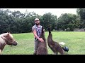 Emu faits amusants et soins