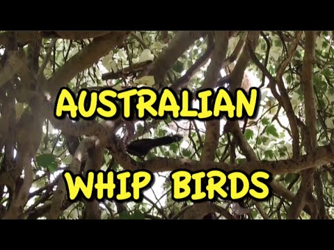 NATIVE BIRDS OF AUSTRALIA - WHIP BIRDS