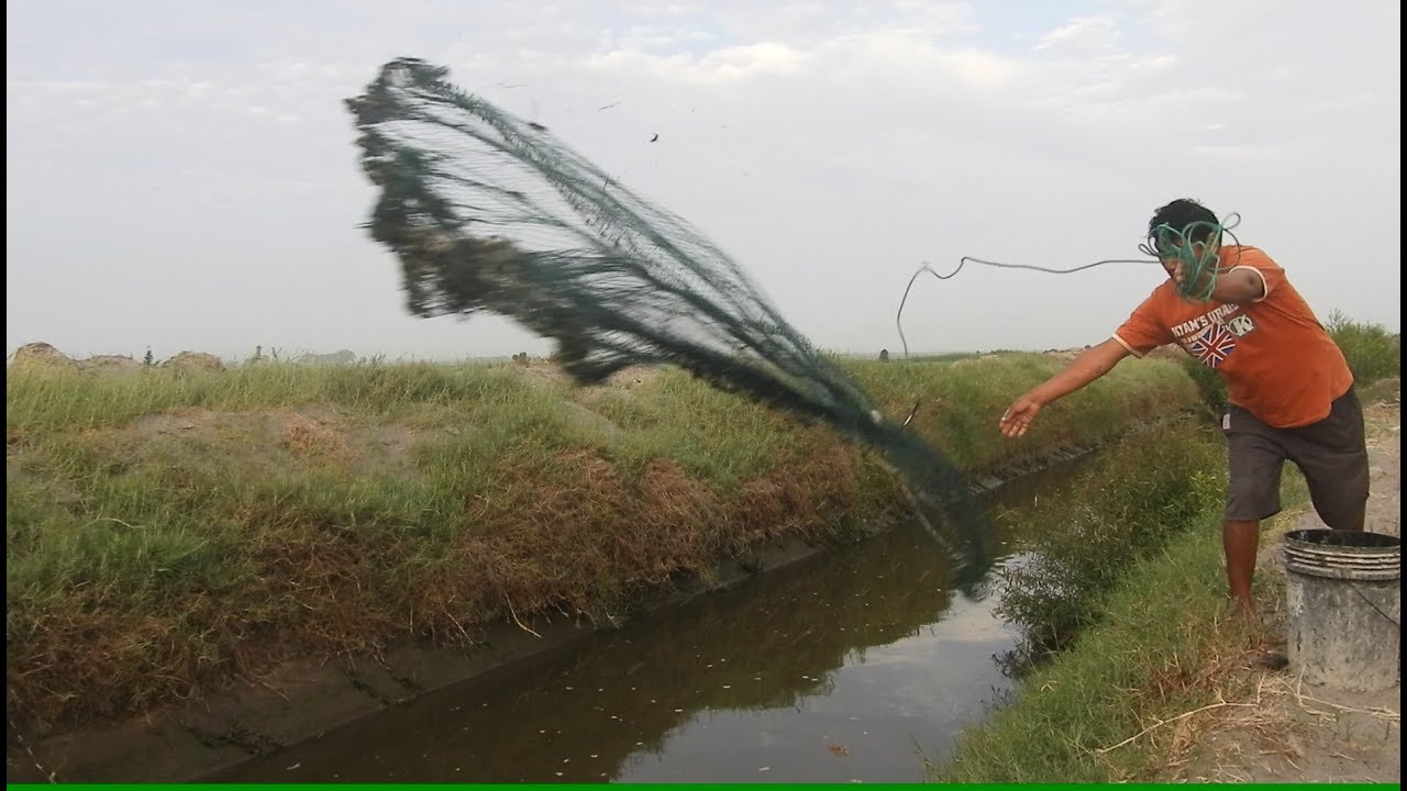 Pesca con atarraya (red) en canal de regadío 