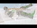 KILOs VfX Edit!! #b07 #gamers #cod #blackops #faze #trickshots #trending