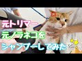 家猫になって初めてのシャンプー｜元トリマーが元ノラ猫をトリミング！