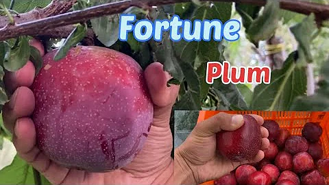 Fortune plum at 7500ft