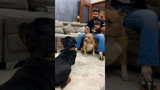 Lady Ollie Behaved So Good With Bully From Aman And Bully Channel.