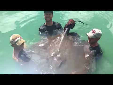 #shorts Fairly big aye? #fish #fishing #jetreef #RoomTour #stingray