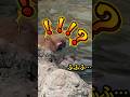 【衝撃】パンチ君に忍び寄る影…水の中から現れた…! #がんばれパンチ #パンチくん #市川市動植物園
