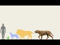 Epicyon Haydeni vs Lion, Human, Dog and Squirrel in Size Comparison