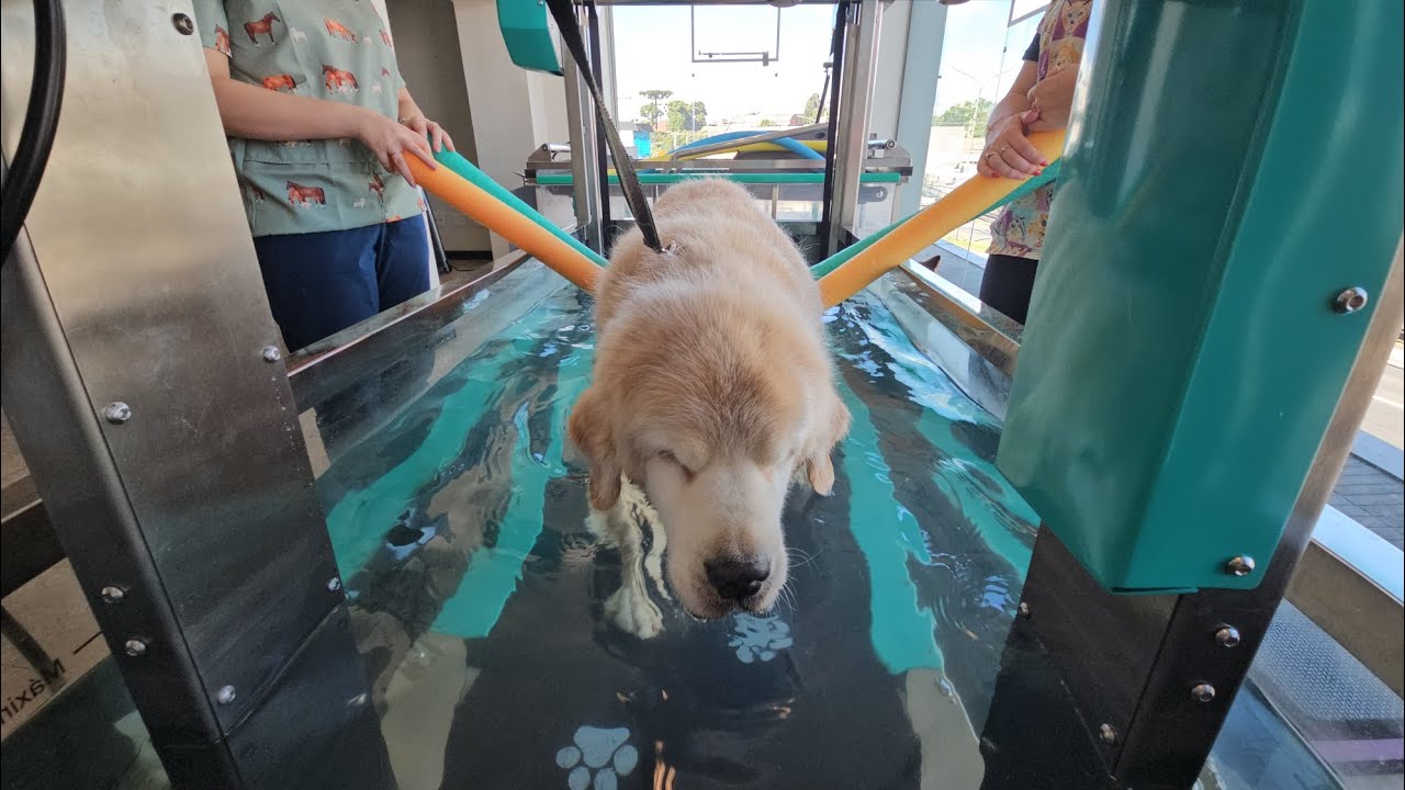 A Ascensão da Fisioterapia Veterinária no Brasil: Um Referencial Mundial no Cuidado com Cães