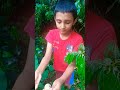 ലിച്ചി പറിക്കാൻ പോകാം 😝😝#litchifruit#food#wayanad#kerala#