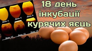 Інкубація яєць .//18 день//вже скоро курчата.