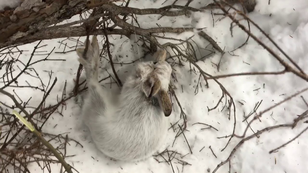 Checking rabbit snares YouTube