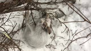 Checking rabbit snares