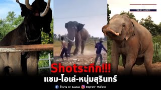 Shotนาทีระทึก!!!ช้างใหญ่ แซม-โอเล่-หนุ่มสุรินร์