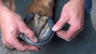 Trimming and Shoeing a Barrel Horse Using the Diamond Tracker by Kerckhaert - Part 1-3